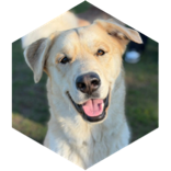 challenge badge