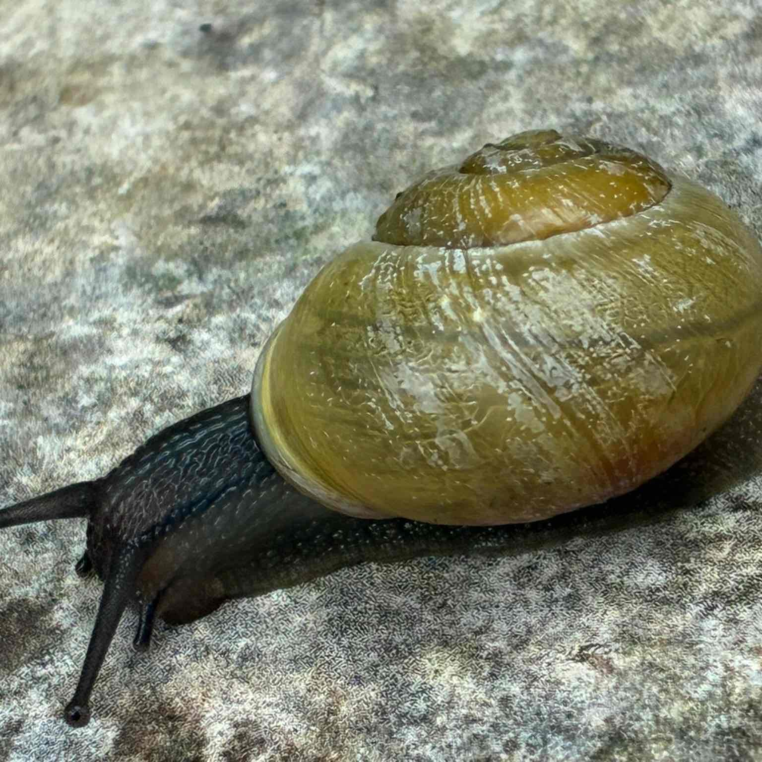 Allure d’Escargot 🐌 logo