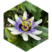 challenge badge