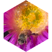 challenge badge