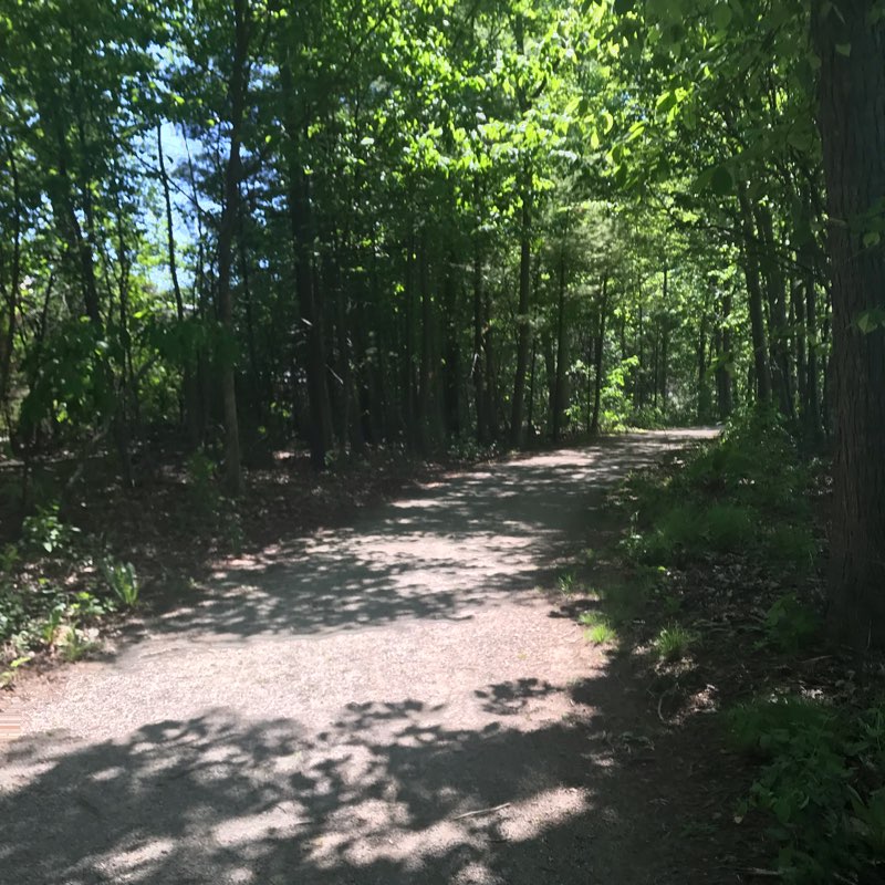 Morning walk logo