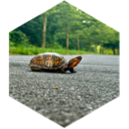 challenge badge