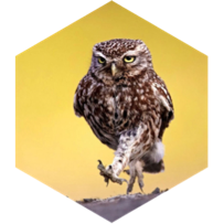 challenge badge