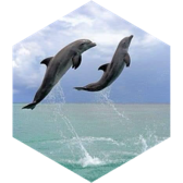 challenge badge