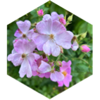 challenge badge