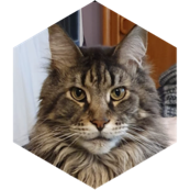challenge badge
