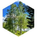 challenge badge