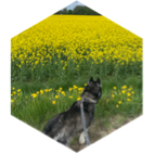 challenge badge