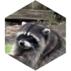 challenge badge