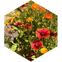 challenge badge