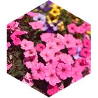 challenge badge