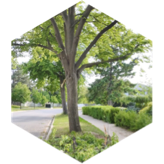 challenge badge