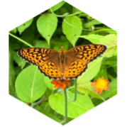 challenge badge