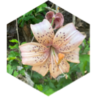 challenge badge