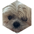 challenge badge