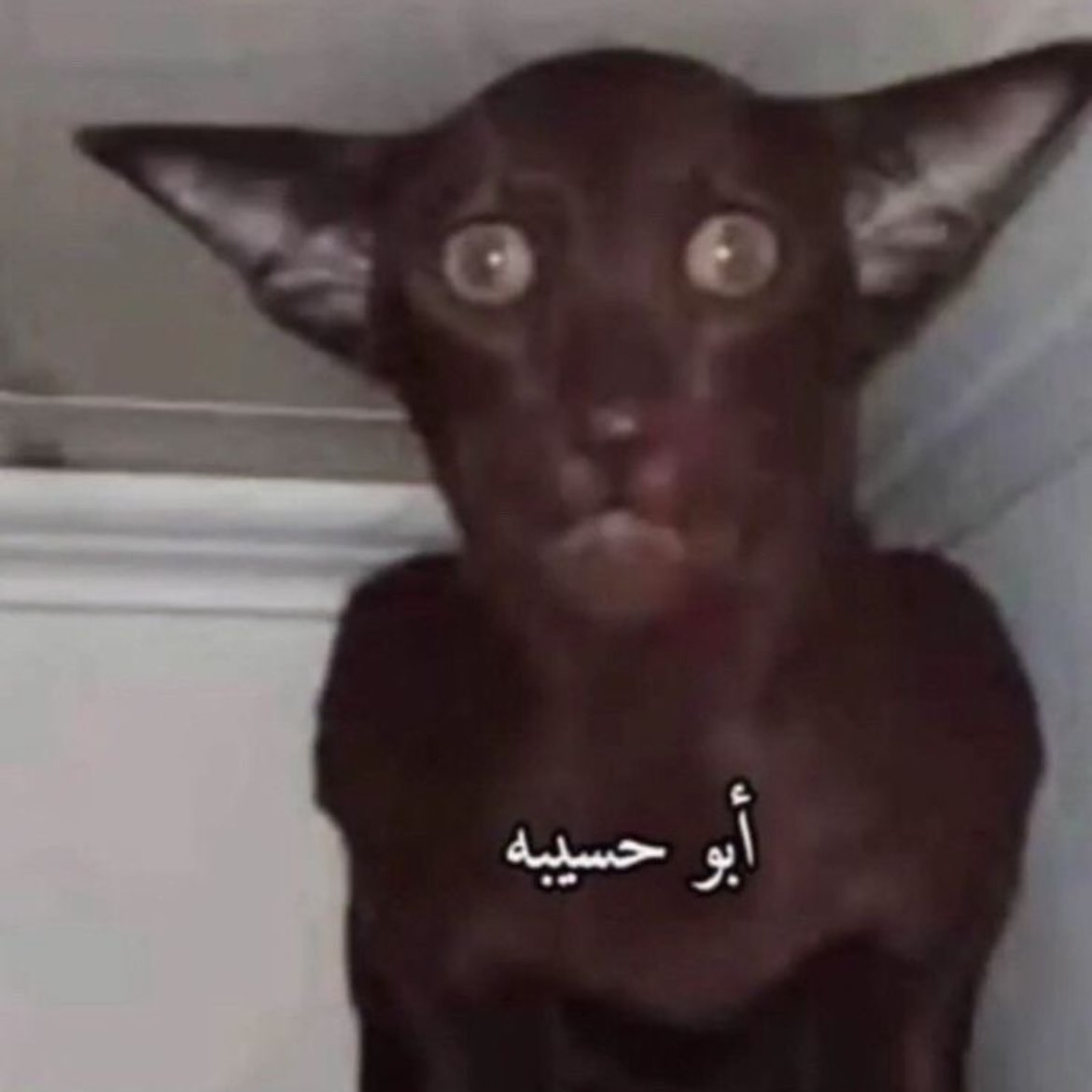 ابوحسيبه logo