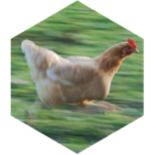 challenge badge