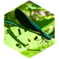 challenge badge