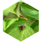 challenge badge