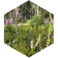 challenge badge