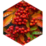 challenge badge