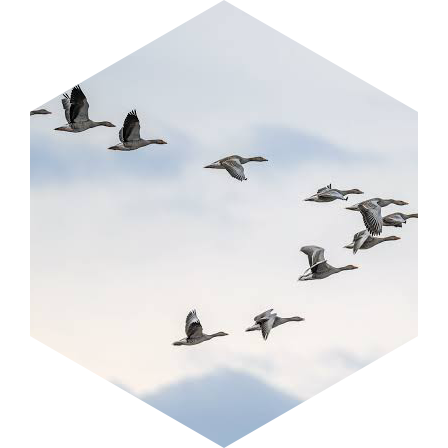 🪿MIGRATION 🦢🦆 icon