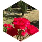 🌺 ALENUSHKA 🌺 icon