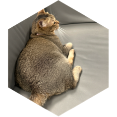 challenge badge