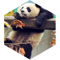 Ходоки сентябрь icon