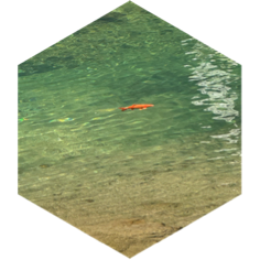 challenge badge