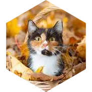 challenge badge