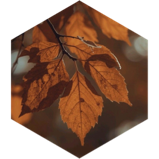 challenge badge