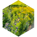 challenge badge