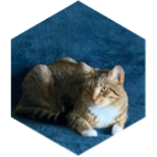 challenge badge