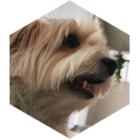 challenge badge