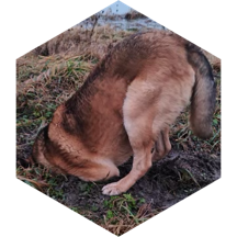 challenge badge
