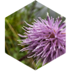 challenge badge