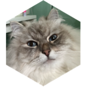 challenge badge