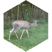 challenge badge