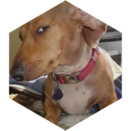challenge badge