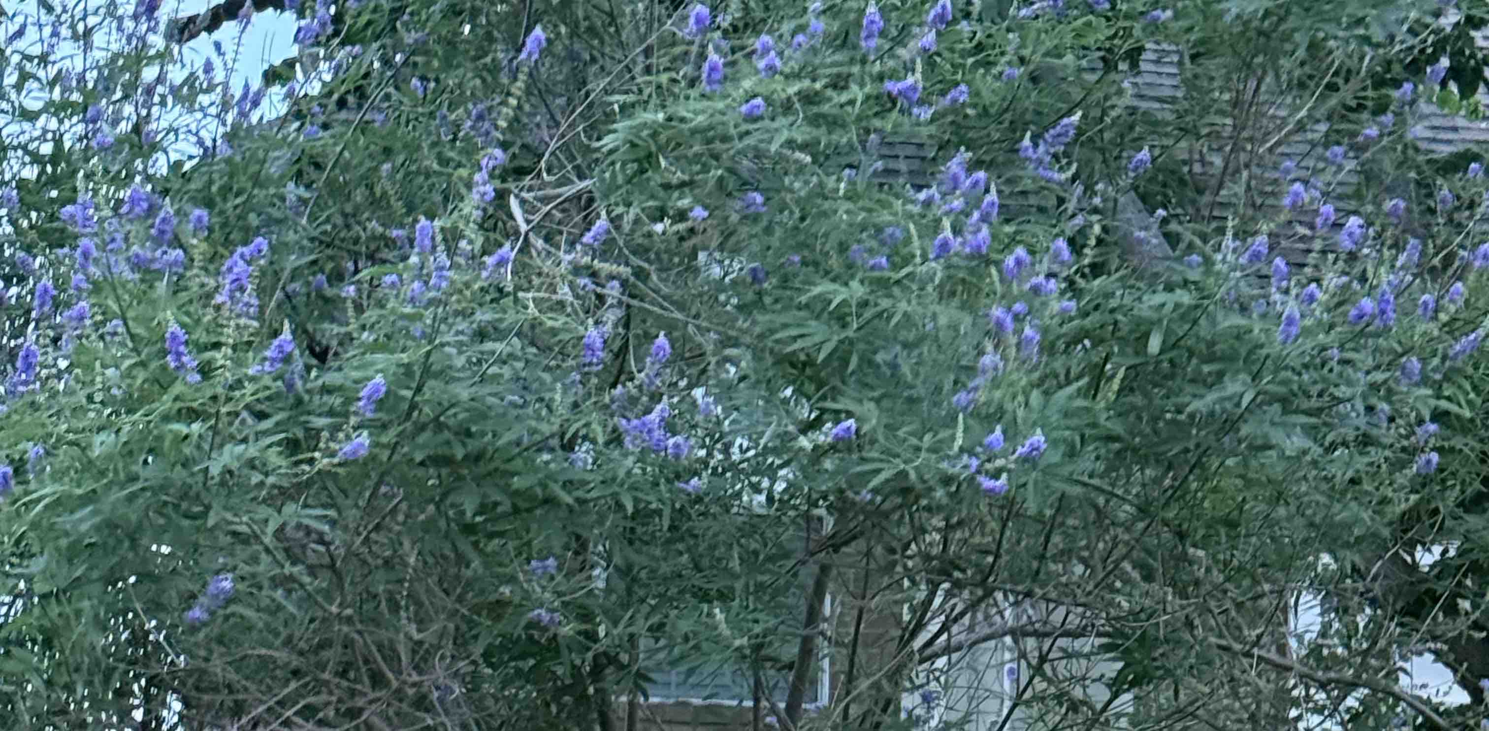 challenge background