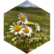 challenge badge