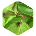 challenge badge