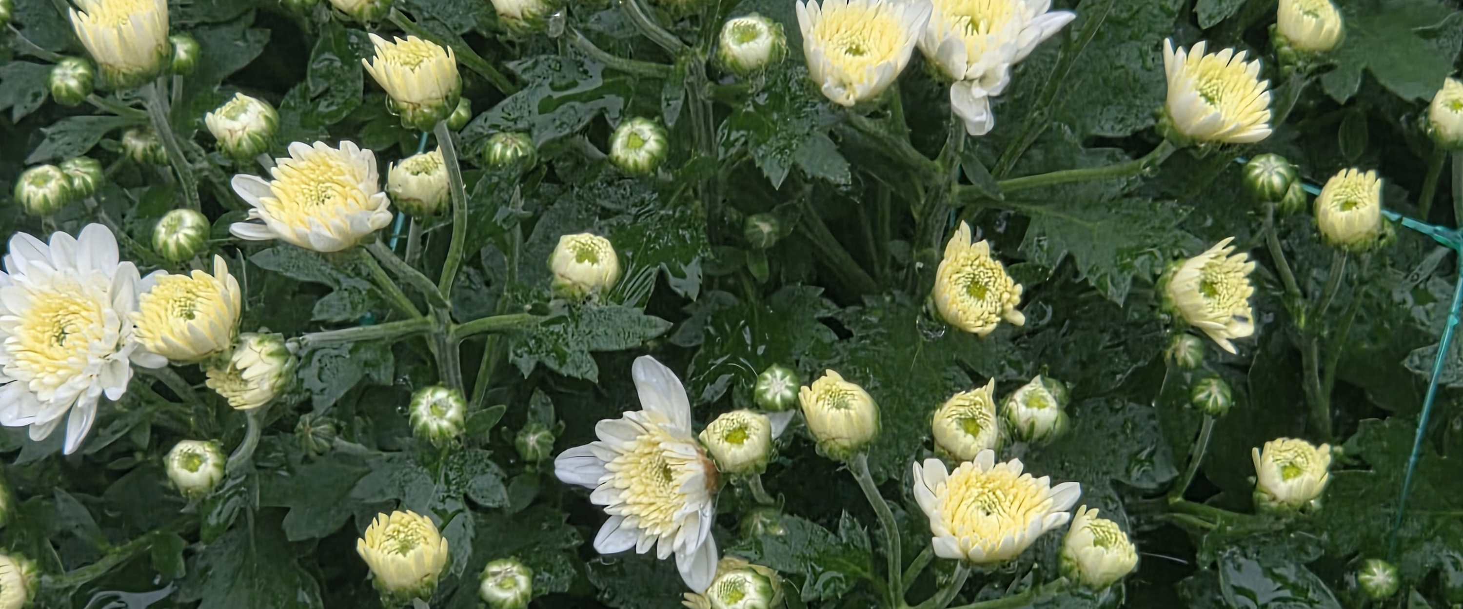 challenge background