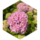 challenge badge