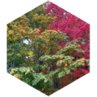challenge badge