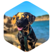 challenge badge