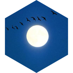 challenge badge