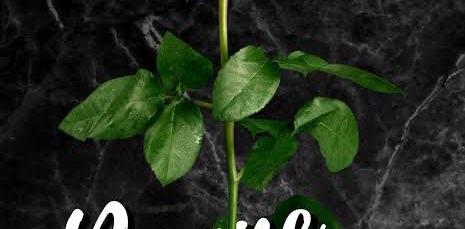 🌿Nature douce 🌱 logo