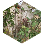 🌿Nature douce 🌱 icon
